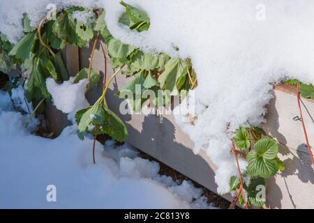 Verschneite Erdbeerpflanzen in einem Hochbeet-Garten in Issaquah, Washington, USA Stockfoto