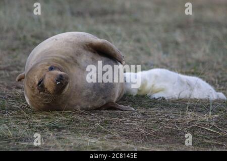 Kegelrobben Welpen und Erwachsene entspannen am Strand Stockfoto