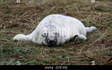 Kegelrobben Welpen und Erwachsene entspannen am Strand Stockfoto