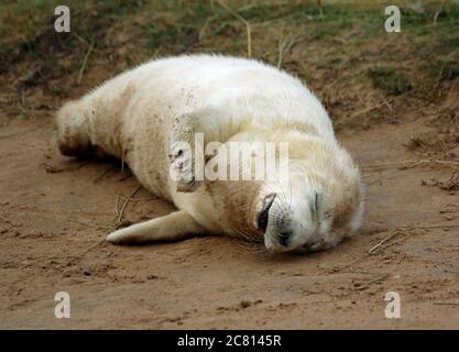 Kegelrobben Welpen und Erwachsene entspannen am Strand Stockfoto