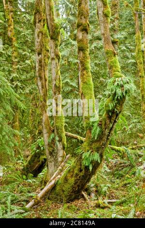 Squak Mountain State Park in Issaquah, Washington, USA. Lakritzfarne, die aus der Seite eines moosbedeckten Baumes wachsen, mit westlichen Schwertfarnen Stockfoto