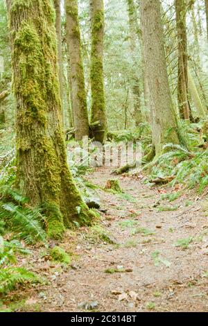 Westliche Schwertfarne entlang eines Pfades in einem Regenwald mit moosbedeckten Bäumen im Squak Mountain State Park in Issaquah, WA Stockfoto