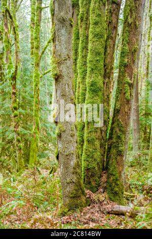 Squak Mountain State Park in Issaquah, Washington, USA. Bemoosten Bäume an der Basis in einem Regenwald. Stockfoto