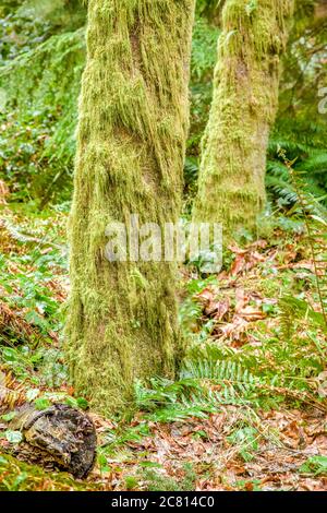 Squak Mountain State Park in Issaquah, Washington, USA. Bemoosten Bäume mit westlichen Swordfern wachsen auf dem Boden in einem Regenwald. Stockfoto