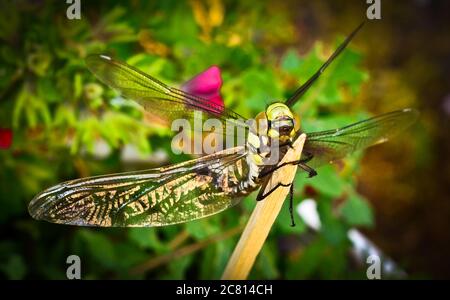 Eine Drachenfliege, ein Blasenrohr ist gerade aus der Larve, der Nymphe, herausgeglitten und trocknet an einem kleinen Stück Holz Stockfoto