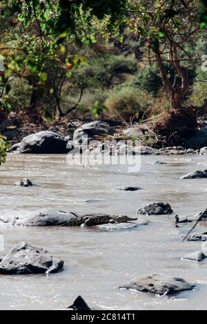 Alligatoren ruhen auf Felsen im Fluss bei Awash Falls in Afar, Nord-Äthiopien. Stockfoto