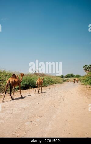 Eine Herde Kamele in der Wüste Afar in Äthiopien. Stockfoto