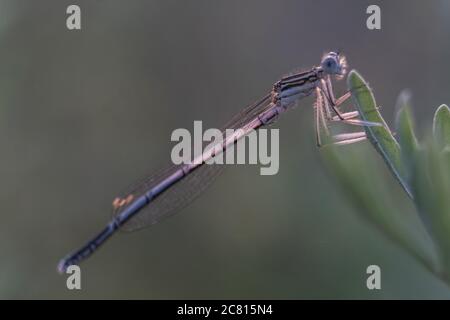 Libelle zeigt Augen und Flügel Detail.Makro-Aufnahmen, schöne Naturszene Libelle. Stockfoto