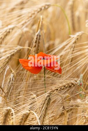 Mohnblumen - gemeine Wildblumen / Unkraut im Sommer Ackerland in der englischen Landschaft die gemeine Mohnblume Papaver rhoeas Stockfoto