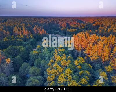 Sommer warme Sonne Licht Wald Luftaufnahme Stockfoto