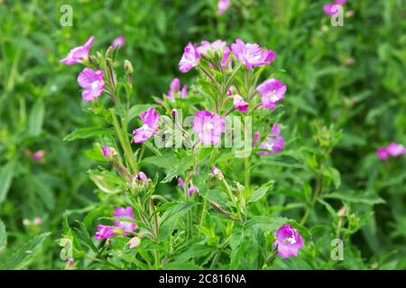 Nahaufnahme der Blüten des Hairy Willowherb oder Great Willowherb, Epilobium hirsutum; wächst in Suffolk Countryside, Großbritannien Stockfoto