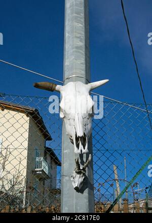 Tiere Schädel hängen an einem Pfosten Stockfoto