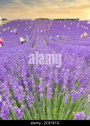 Tiefer Blick auf Reihen Lavendelpflanzen in Blüte bei Lordington Lavender in Chichester Stockfoto