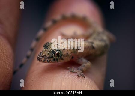 Makroaufnahme eines winzigen braunen Geckos, auf dem er sitzt Ein Finger eines Menschen Stockfoto