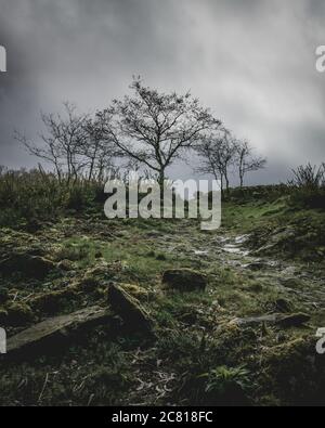 Vertikale Low-Angle-Aufnahme der Bäume in einem Moos-bedeckt Wald an einem nebligen Abend gefangen Stockfoto