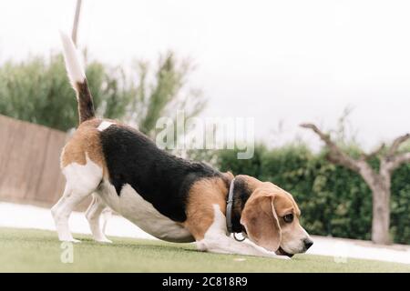 Profil eines Beagle-Hundes, der seinen Rücken in einem Garten streckt Stockfoto