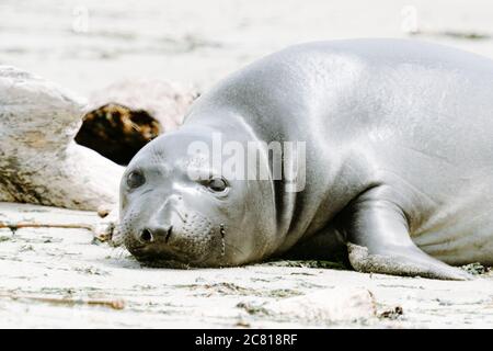 Nahaufnahme Porträt eines jungen Nordelefanten Seals auf einem Sandstrand Stockfoto