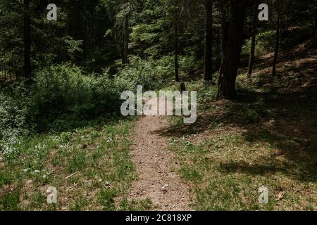 Wanderweg im Wald in der Mittagssonne. Stockfoto