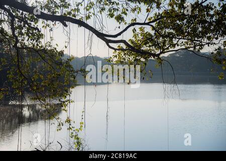 Baumreben auf grünen Ästen mit Sonnenaufgang Teich Hintergrund Stockfoto