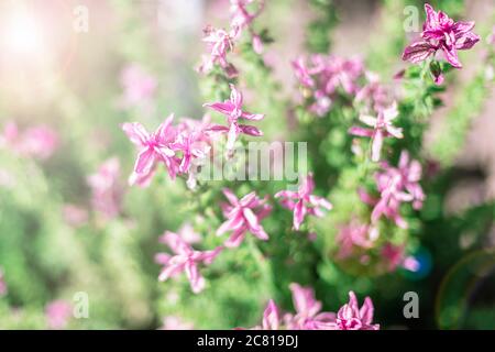 Salvia Sclarea in Blüte, geringe Schärfentiefe Stockfoto