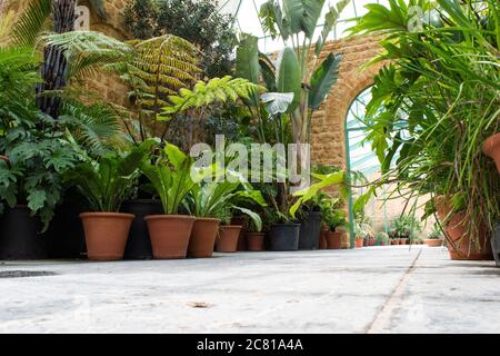 Tropisches botanisches großes Glasgewächshaus gefüllt mit üppigen Zimmerpflanzen in Somerset. Stockfoto