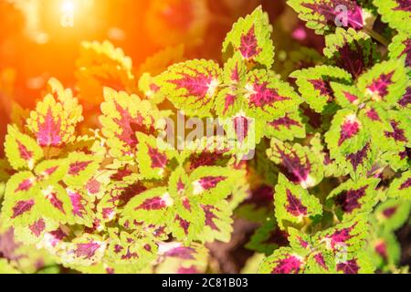 Rote und grüne Blätter der Coleus-Pflanze im Sonnenlicht. Plectranthus scutellarioides Stockfoto