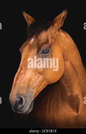 Porträt eines schönen braunen Vollblut oder reinrassige Pferd auf schwarzem Hintergrund Stockfoto