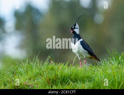 Ein Kiebitz ruft, Whitewell, Clitheroe, Lancashire. Dieser Feldvogel hat in letzter Zeit einen deutlichen Rückgang erlitten und ist jetzt eine Rote Liste der Arten. Stockfoto