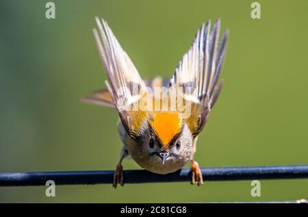 Ein männlicher Goldcrest, der auf einem Telefonkabel, Chipping, Preston, Lancashire, Stockfoto