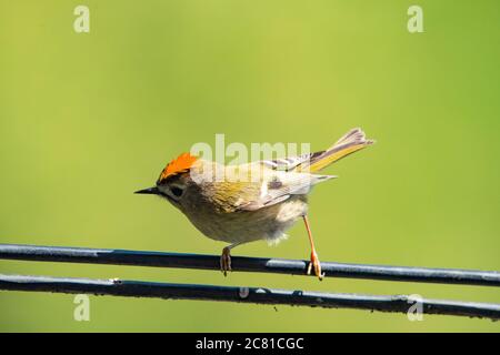 Ein männlicher Goldcrest, der auf einem Telefonkabel, Chipping, Preston, Lancashire, Stockfoto