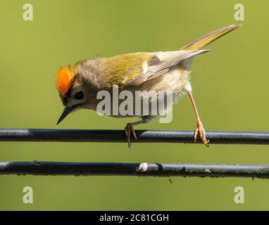 Ein männlicher Goldcrest, der auf einem Telefonkabel, Chipping, Preston, Lancashire, Stockfoto