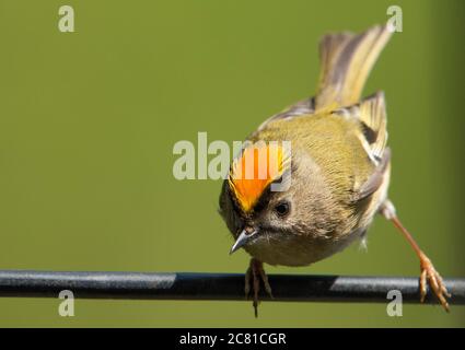 Ein männlicher Goldcrest, der auf einem Telefonkabel, Chipping, Preston, Lancashire, Stockfoto