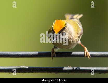 Ein männlicher Goldcrest, der auf einem Telefonkabel, Chipping, Preston, Lancashire, Stockfoto