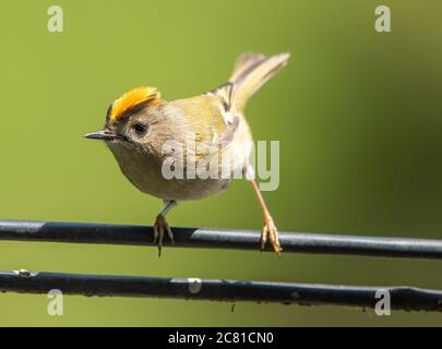 Ein männlicher Goldcrest, der auf einem Telefonkabel, Chipping, Preston, Lancashire, Stockfoto