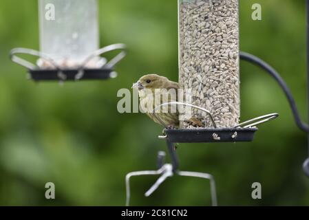 Jungtiere Grünfink (Carduelis chloris) auf Sonnenblume Herz Feeder in Wales thront Stockfoto