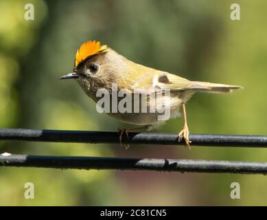 Ein männlicher Goldcrest, der auf einem Telefonkabel, Chipping, Preston, Lancashire, Stockfoto