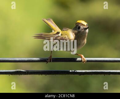 Ein männlicher Goldcrest, der auf einem Telefonkabel, Chipping, Preston, Lancashire, Stockfoto