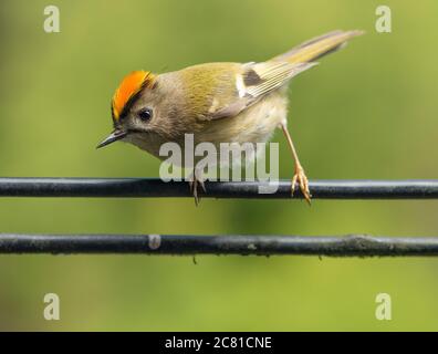 Ein männlicher Goldcrest, der auf einem Telefonkabel, Chipping, Preston, Lancashire, Stockfoto