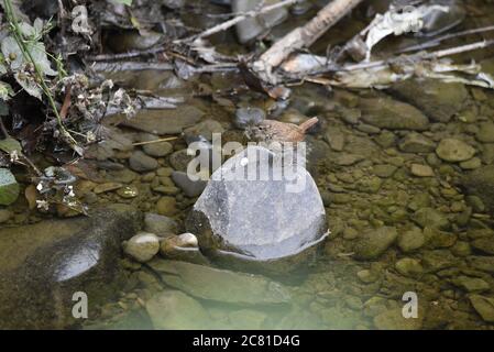 Wren (Troglodytes) Fütterung während auf einem Stein im Fluss Rhiw, Mid Wales Stockfoto