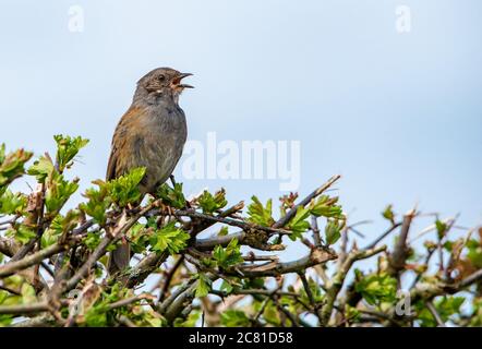Ein Dunnock, der in einer Hecke singt, Chipping, Preston, Lancashire, England, Vereinigtes Königreich. Stockfoto