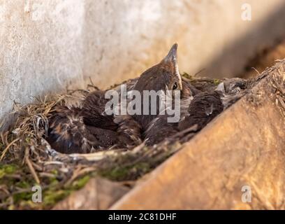 Blackbird Küken in einem Nest, Chipping, Preston, Lancashire, England, Vereinigtes Königreich. Stockfoto