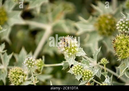 Blume einer Pflanze mit Stacheln, Biene auf der Blume Stockfoto