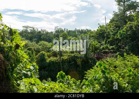 Blick auf den heiligen Affenwald in Ubud Stockfoto