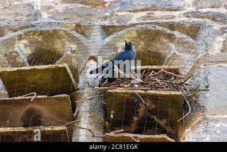 Ein Jackdaw, der sein Nest im Kirchturm macht, trotz des Drahtnetzes, das dort eingesetzt wurde, um es zu stoppen, Chipping, Preston, Lancashire, Großbritannien. Stockfoto