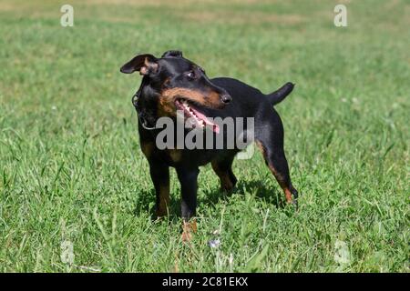 Der süße deutsche Junghund steht auf einem grünen Gras im Sommerpark. Haustiere. Reinrassige Hunde. Stockfoto