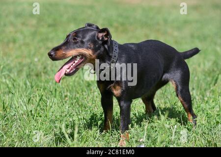 Der deutsche jagdterrier Welpe steht auf einem grünen Gras im Sommerpark. Haustiere. Reinrassige Hunde. Stockfoto