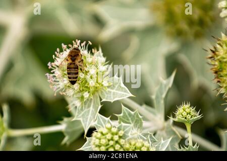 Blume einer Pflanze mit Stacheln, Biene auf der Blume Stockfoto