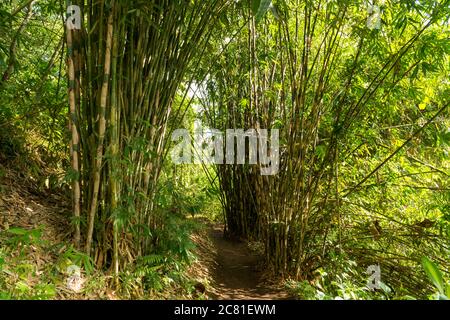 Blick auf den heiligen Affenwald in Ubud Stockfoto