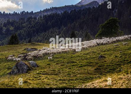 Italien Piemont Val D'Ossola Salecchio - Alpe Vova - Schafe Stockfoto
