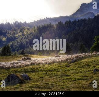 Italien Piemont Val D'Ossola Salecchio - Alpe Vova - Schafe Stockfoto